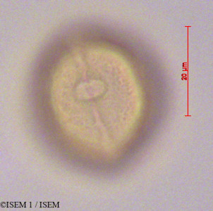 Dodonaea viscosa - lame n° 28280